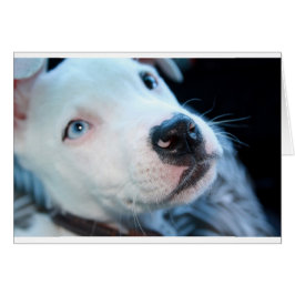 Cartão Filhote de cachorro de Pitbull do bebê