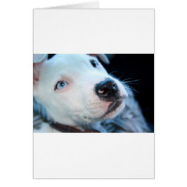 Cartão Filhote de cachorro de Pitbull do bebê