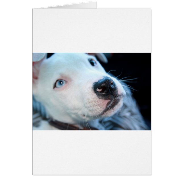 Cartão Filhote de cachorro de Pitbull do bebê (Frente)