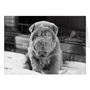 Cartão Filhote de cachorro de Sharpei