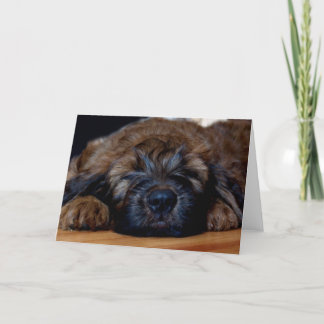 Cartão filhote de cachorro do briard