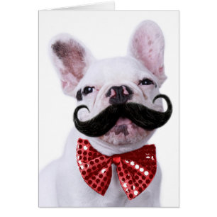Cartão Filhote de cachorro do cão de Bull do francês co