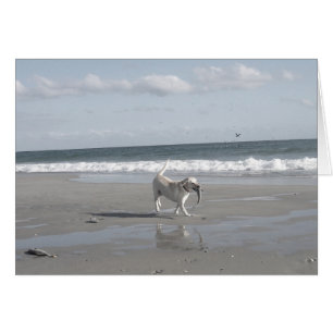 Cartão Filhote de cachorro do salmonete III