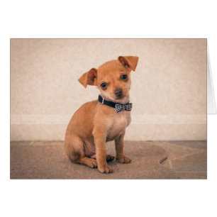 Cartão Filhote de cachorro do Teacup