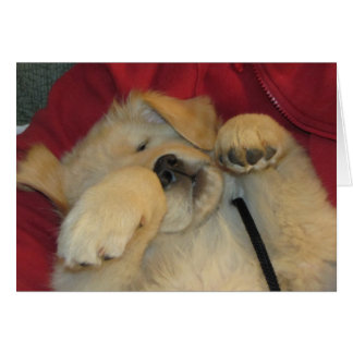 Cartão Filhote de cachorro dourado confortável