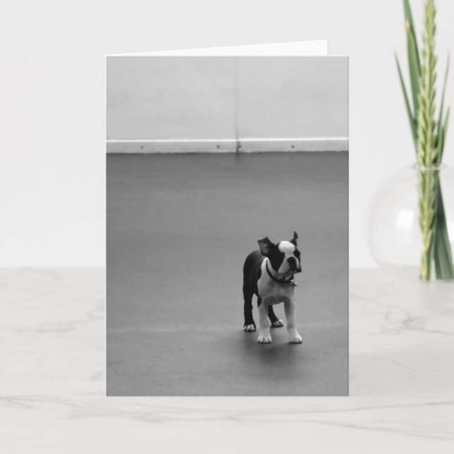 Cartão Filhote de cachorro DRU de Boston Terrier (Frente)