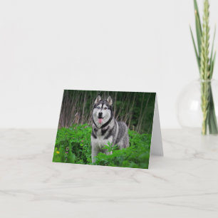 Cartão Filhote de Cachorro Husky Siberiano Olá, Pensando