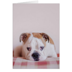 Cartão Filhote de cachorro inglês tímido do buldogue
