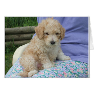 Cartão Filhote de cachorro lindo do cavapoo que olha sua
