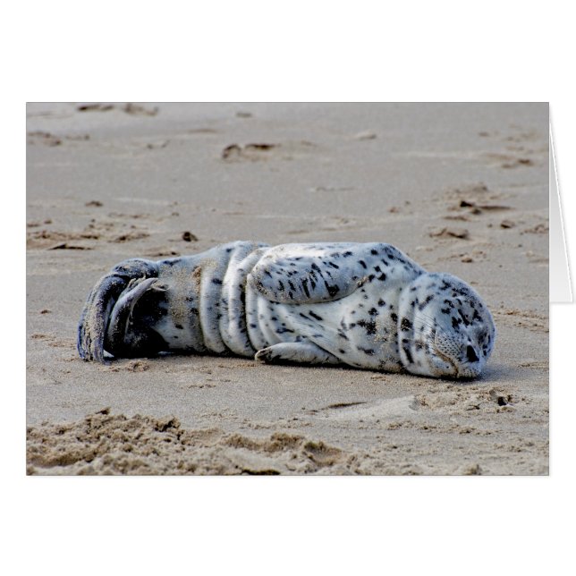 Cartão Filhote de cachorro manchado do leão de mar (Frente horizontal)