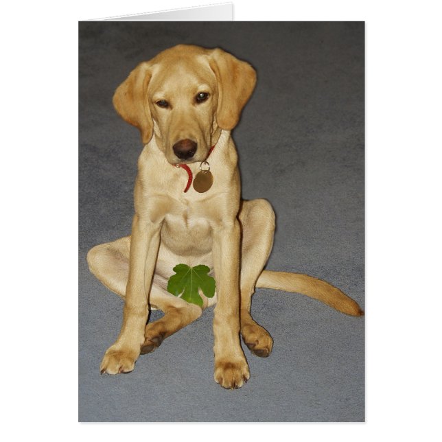 Cartão Filhote de cachorro modesto (Frente)