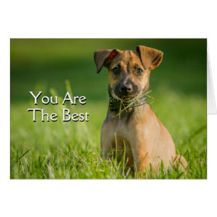 Cartão Filhote de cachorro na grama