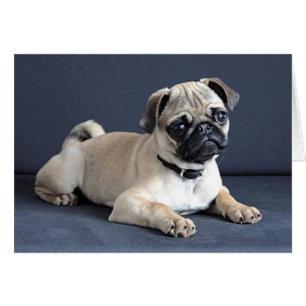 Cartão Filhote de cachorro no sofá Lounging