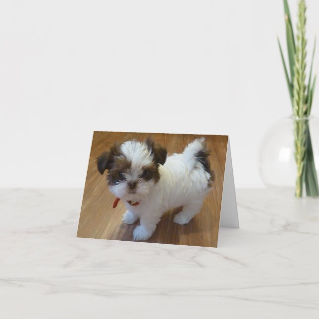 Cartão Filhote de cachorro Notecards de Shih Tzu (Frente)