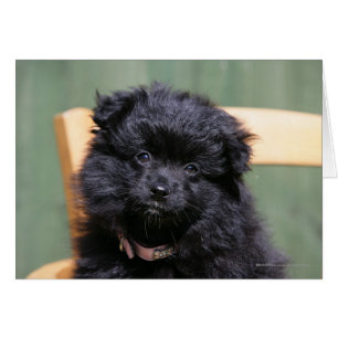 Cartão Filhote de cachorro preto de Pomeranian