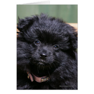 Cartão Filhote de cachorro preto de Pomeranian