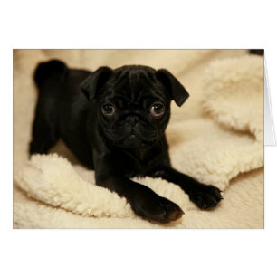Cartão Filhote de cachorro preto do Pug