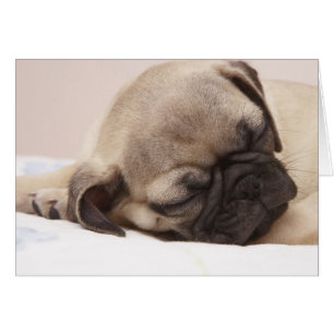 Cartão Filhote de cachorro que dorme sadia