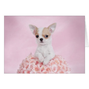 Cartão filhote de Chihuahua