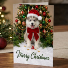 Filhote de Pomsky Fofo Amante de Cachorro Chapéu d