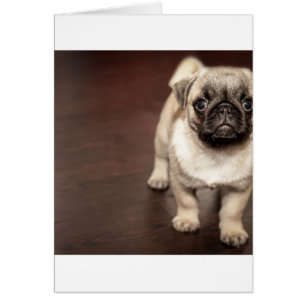 Cartão filhote de pug em sépia