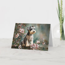 Filhote de Schnauzer Entre Flores de Cerejeira da
