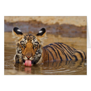 Cartão Filhote de tigre-bengala-real, bebendo água