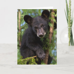 Cartão Filhote de Urso Negro Brincando em Árvores