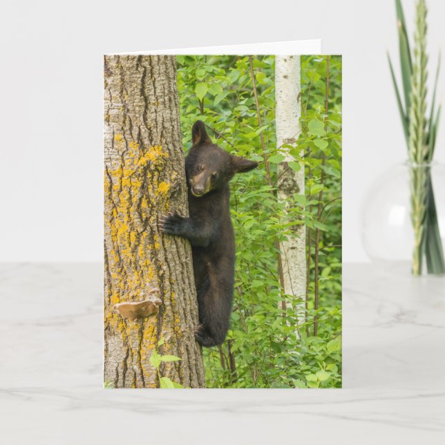 Cartão Filhote de Urso Negro | Minnesota (Frente)