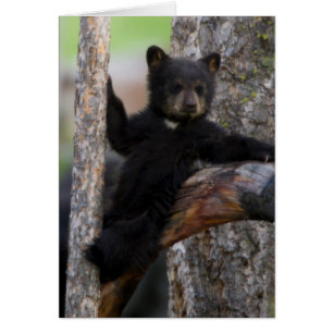 Cartão Filhote de Urso Negro Relaxando