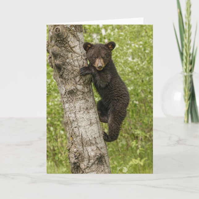 Cartão Filhote de Urso Preto na Árvore (Frente)