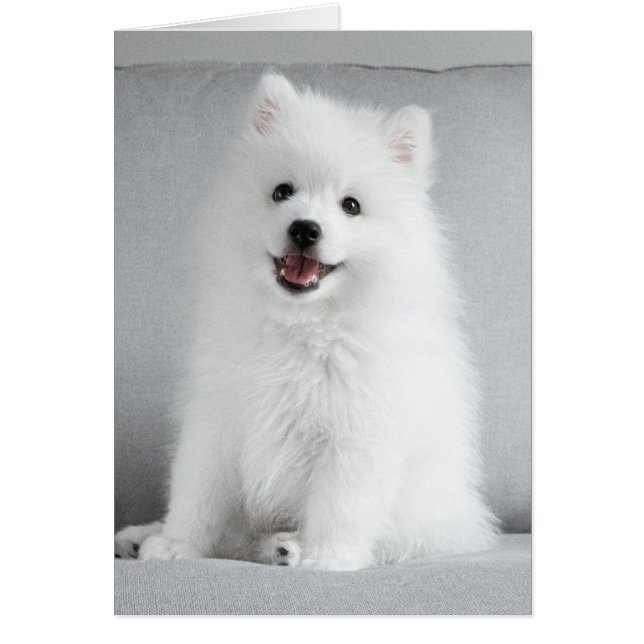 Cartão Filhote Fofo de Spitz Japonês (Frente)