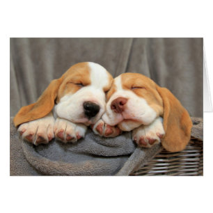 Cartão Filhotes de cachorro sonolentos