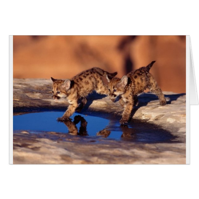 Cartão filhotes gêmeos (Frente Horizontal)