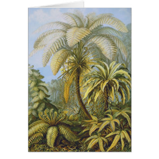 Cartão Filicinae (Ferns), Ernst Haeckel Belas Artes