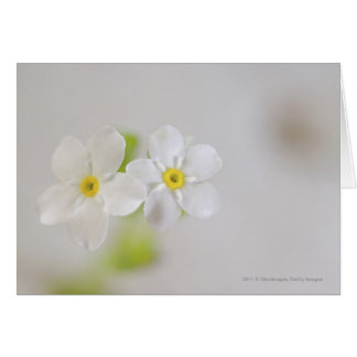 Cartão Fim-acima das flores