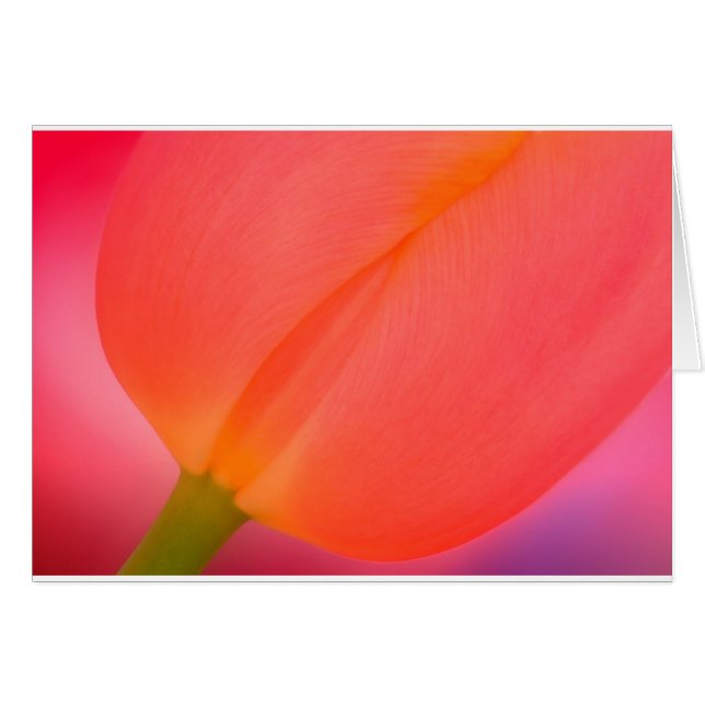 Cartão Fim-acima vermelho da tulipa (Frente Horizontal)