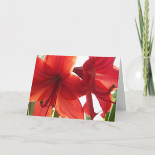 Cartão Fim-Acima vermelho do Amaryllis