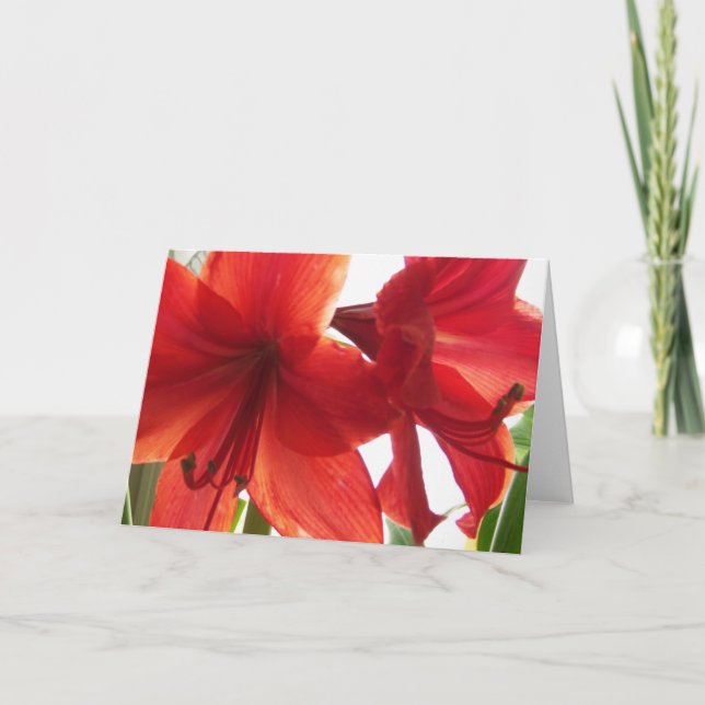 Cartão Fim-Acima vermelho do Amaryllis (Frente)
