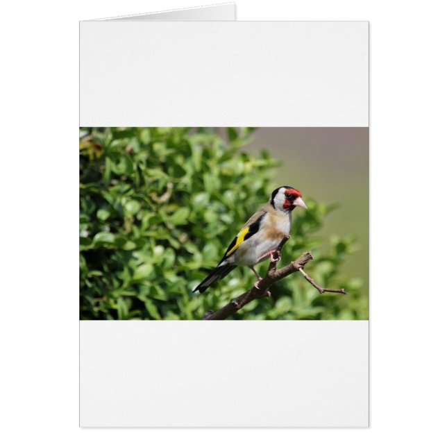 Cartão FInch (Frente)