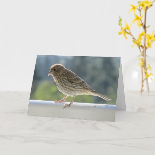 Cartão Finch no Sol da Manhã. (Flor Amarela)