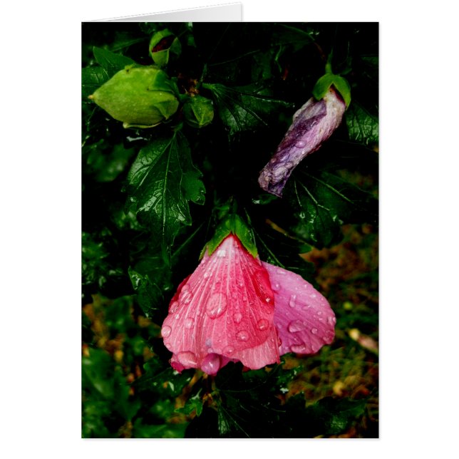 Cartão Finlandês-Hyvää Syntymäpäivää-gotas de chuva (Frente)