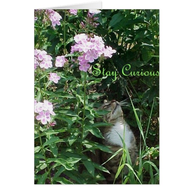 Cartão Fique curioso (Frente)