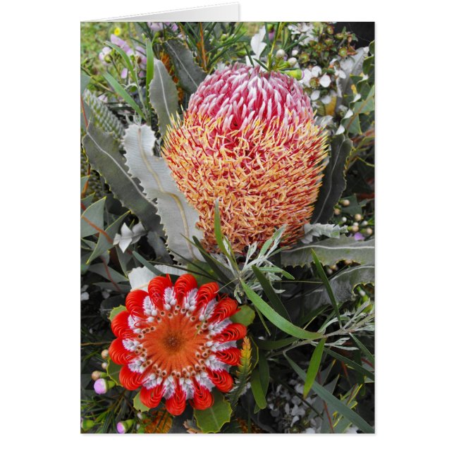 Cartão Firewood e Scarlet Banksia (Frente)
