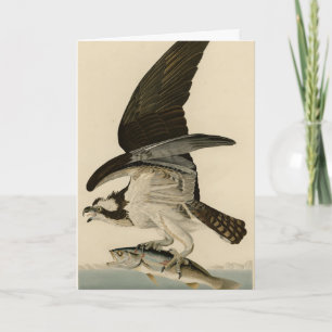 Cartão Fish Hawk, Osprey, das Aves da América de Audubon
