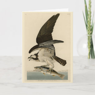 Cartão Fish Hawk, Osprey, das Aves da América de Audubon