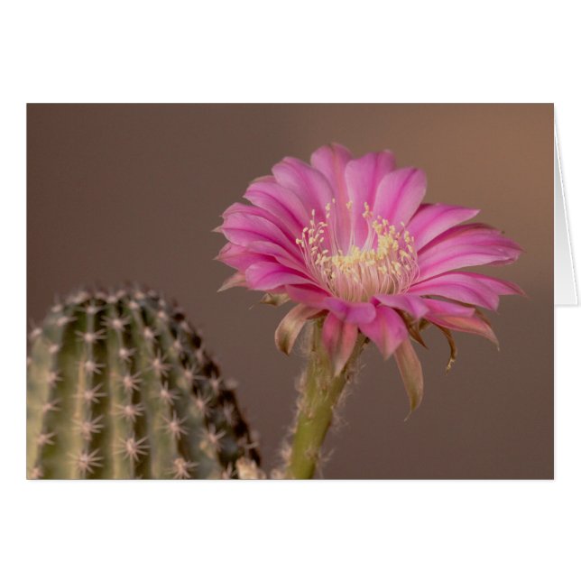 Cartão Flagelo floresce (Frente Horizontal)