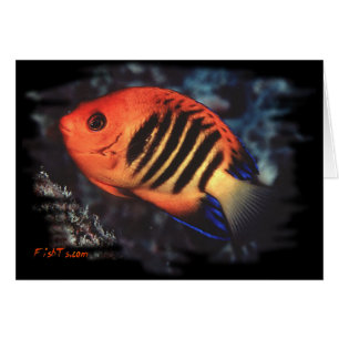 Cartão Flame Angelfish por H2Oasis