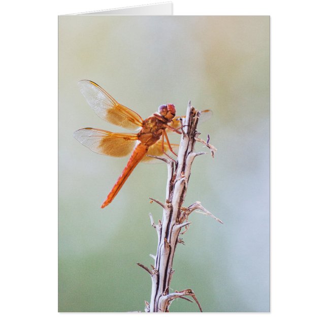 Cartão Flame Skimmer Dragonfly em Agave (Frente)