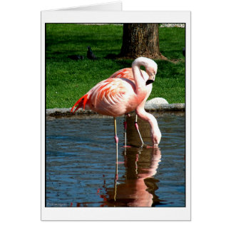 Cartão Flamingo